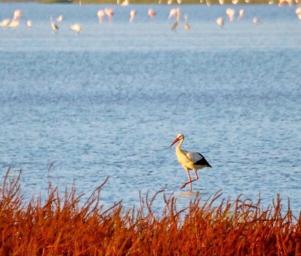 Algarve y Andalucía en grupo